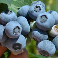 Саженец Голубика Нельсон в контейнере